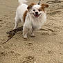 Calvin joined the competition — help win amazing prizes! dog, beach, sand, sea, ocean, leash, pet, happy, smiling, fur, animal, outdoor, nature, waves, small_dog, walking, playful, canine, coast, summer