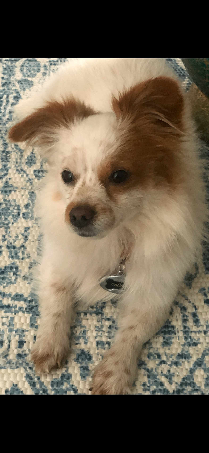 Calvin is registered to the contest to win money with this photo: dog, pet, fluffy, white, brown, fur, cute, ears, lying_down, indoor, carpet, pattern, animal, collar, tag, paws, expression, closeup, domestic, friendly