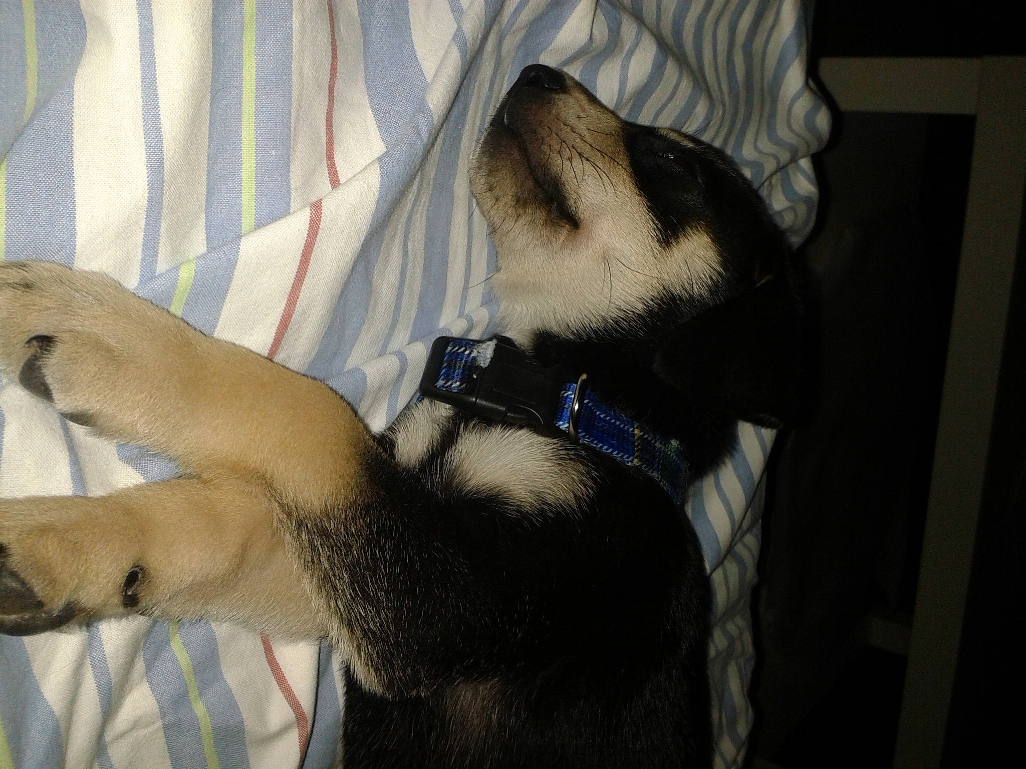 Micky a rejoint le concours — aidez-le/la à gagner de superbes lots ! carnivore, collar, comfort, companion_dog, dog, dog_breed, elbow, eyewear, fawn, felidae, foot, grey, human_leg, knee, small_to_medium_sized_cats, snout, tail, thigh, whiskers, wrist