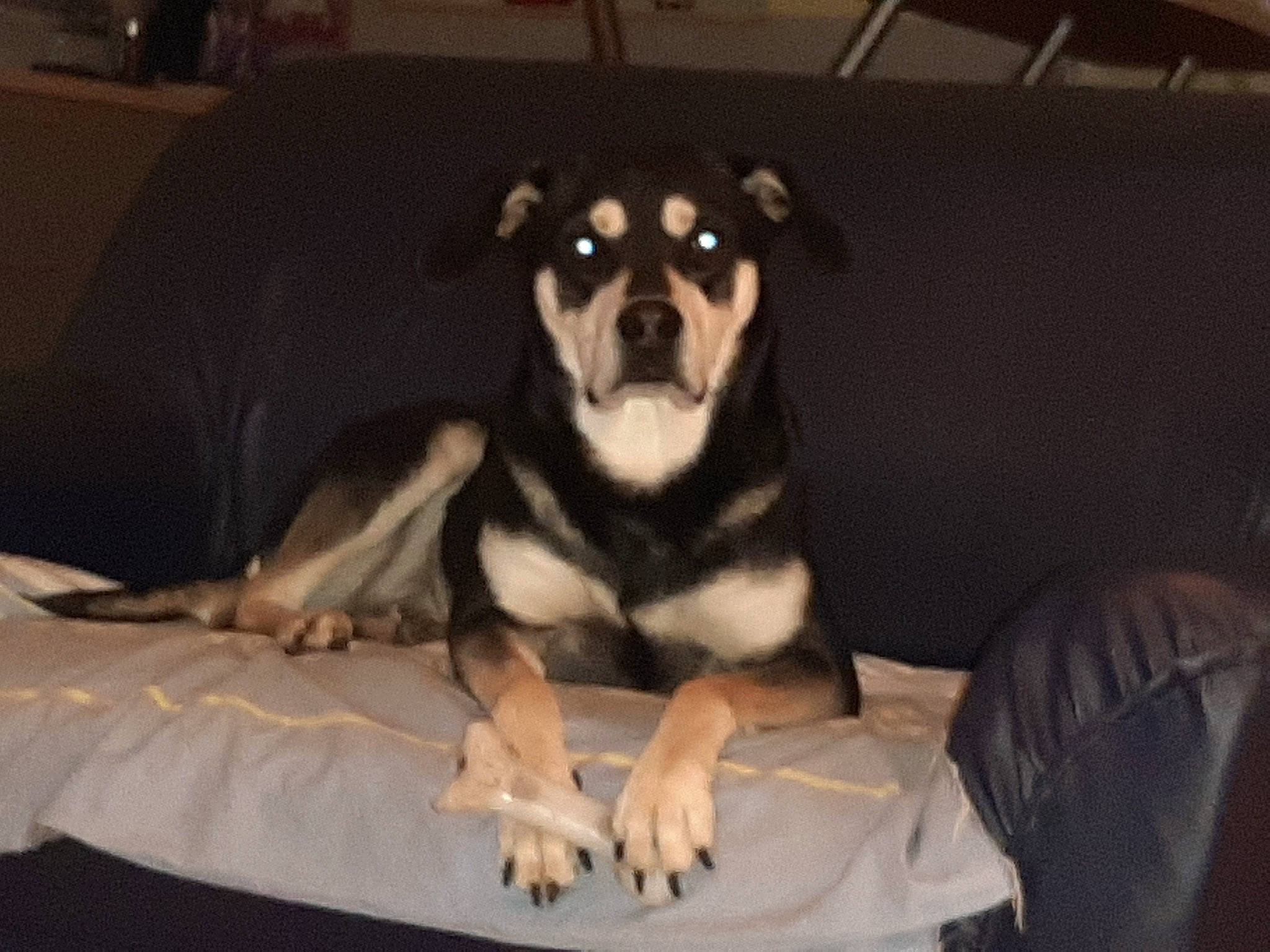 Micky participe au concours pour gagner de l'argent avec cette photo : bored, canidae, carnivore, comfort, companion_dog, couch, dog, dog_bed, dog_breed, dog_supply, fawn, fur, guard_dog, pet_supply, room, snout, sporting_group, terrestrial_animal, working_animal, working_dog