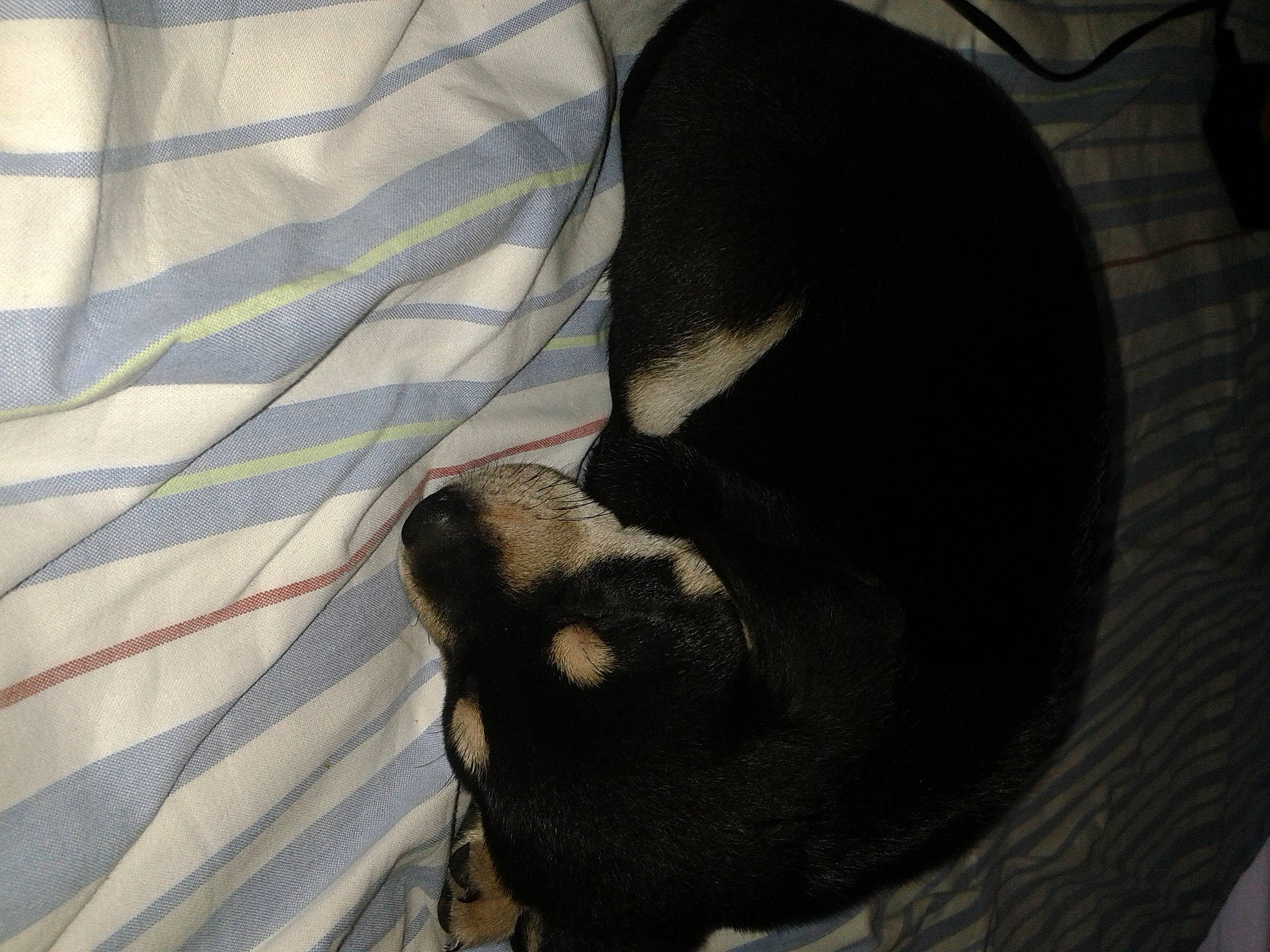 Micky a rejoint le concours — aidez-le/la à gagner de superbes lots ! canidae, carnivore, comfort, companion_dog, dog, dog_breed, fur, grey, linens, non_sporting_group, pattern, shadow, small_to_medium_sized_cats, snout, sporting_group, tail, terrestrial_animal, tints_and_shades, whiskers, working_animal