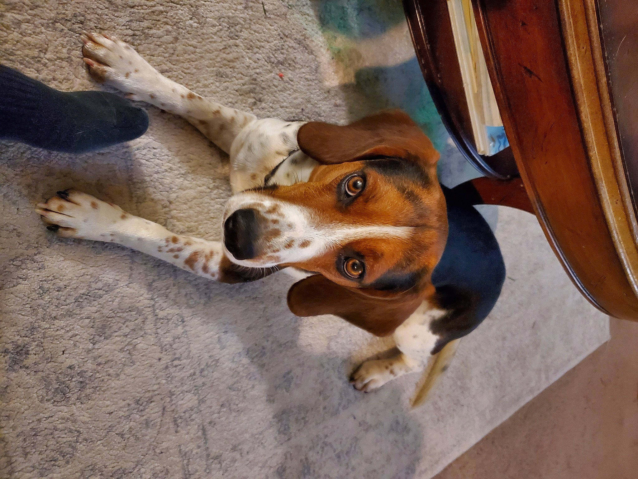 Amos is registered to the contest to win money with this photo: beagle, beagle_harrier, carnivore, collar, companion_dog, dog, dog_breed, fawn, finnish_hound, fur, hound, scent_hound, snout, sporting_group, street_dog, whiskers, window, wood, working_animal, working_dog