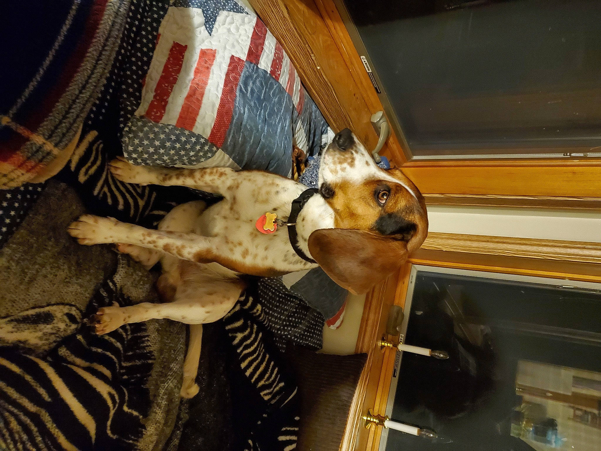 Amos joined the competition — help win amazing prizes! canidae, carnivore, comfort, companion_dog, dog, dog_breed, fawn, fur, non_sporting_group, room, sporting_group, whiskers, wood, working_animal