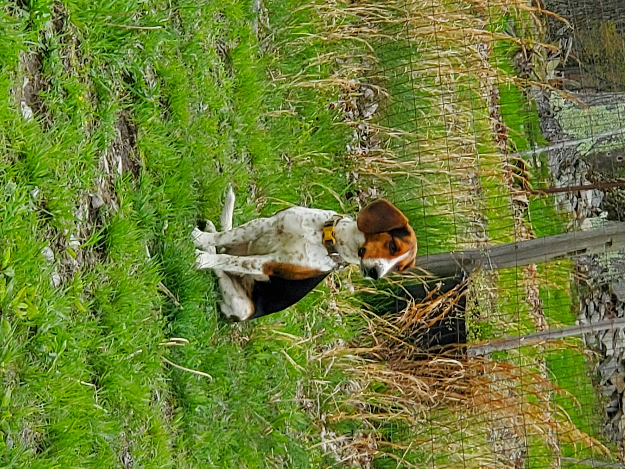 Amos joined the competition — help win amazing prizes! beak, grass, grassland, groundcover, landscape, mammal, natural_landscape, nature_reserve, pasture, plant, plant_community, prairie, shrub, shrubland, tail, terrestrial_animal, trunk, vertebrate, wildlife, wood