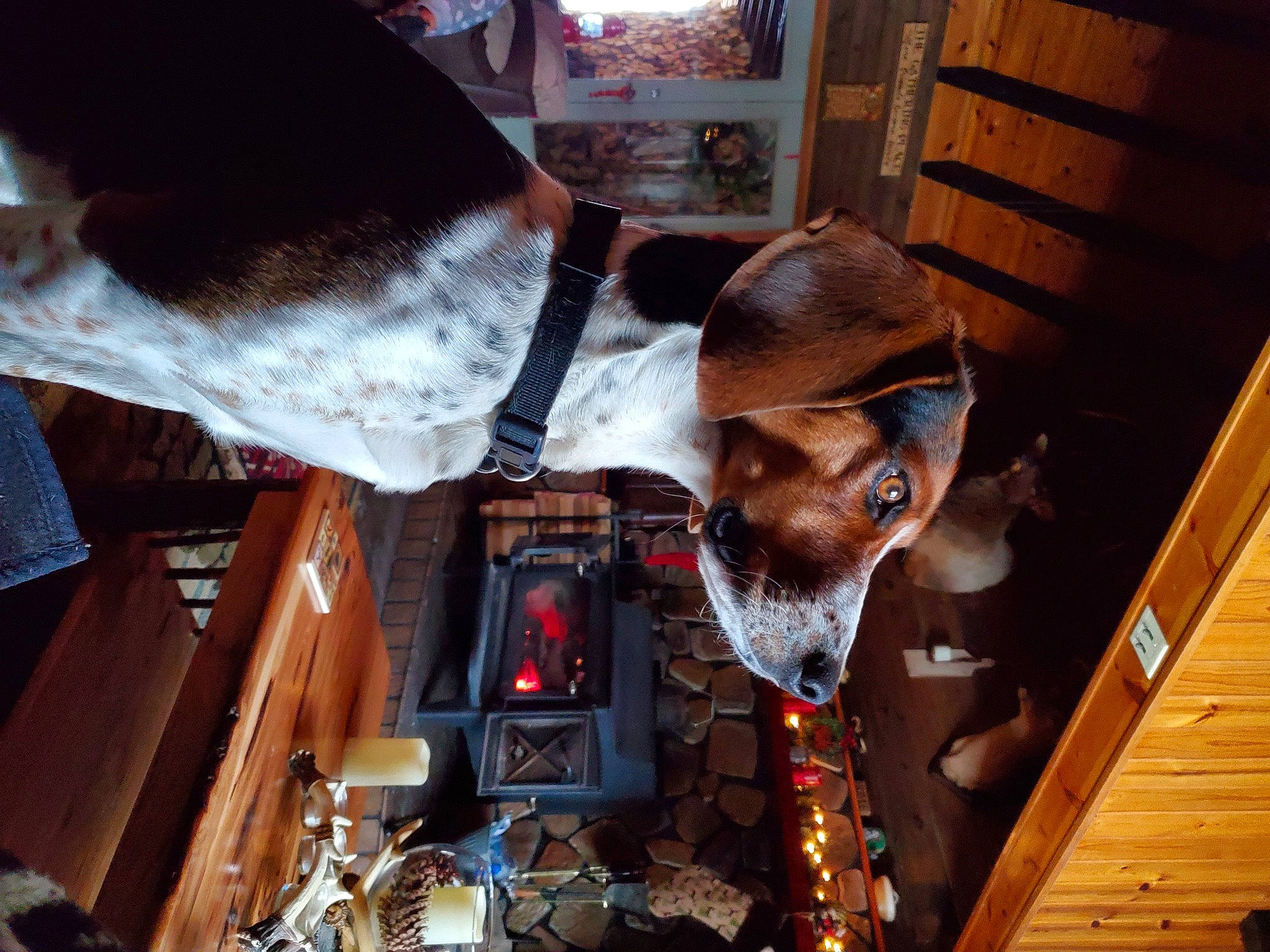 Amos joined the competition — help win amazing prizes! audio_equipment, auto_part, beard, eyewear, flesh, fun, fur, hat, machine, mechanic, room, sunglasses, wood, working_animal