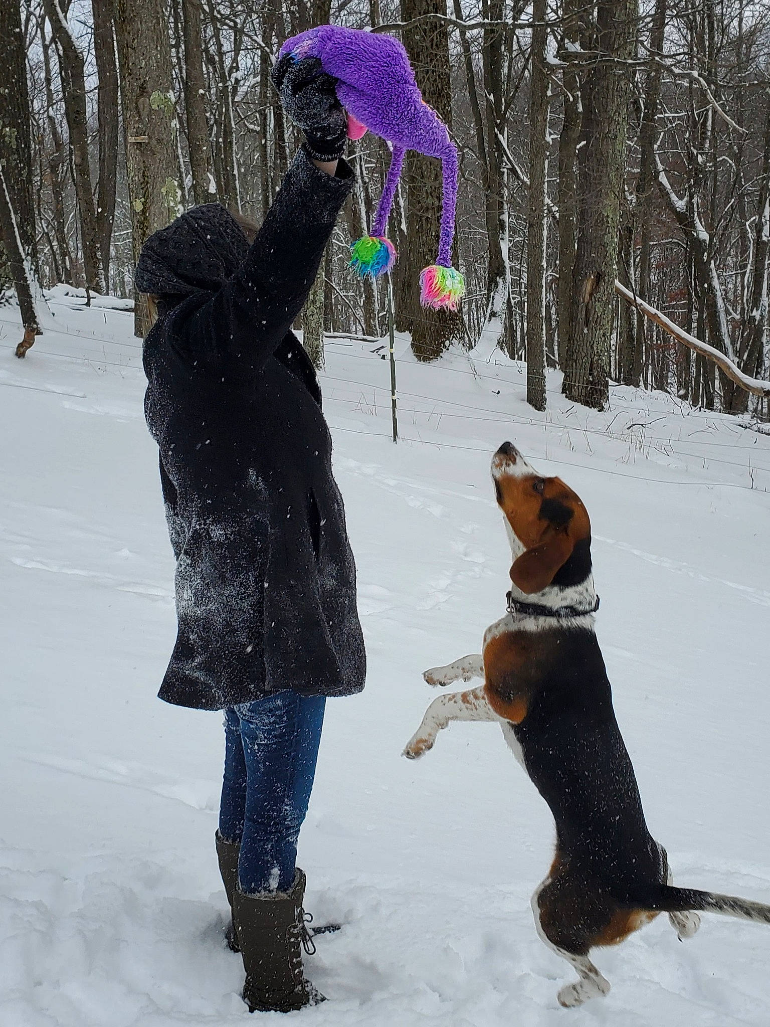 Amos is registered to the contest to win money with this photo: carnivore, companion_dog, dog, dog_breed, event, freezing, fun, fur, leisure, mammal, people_in_nature, playing_in_the_snow, precipitation, recreation, snow, snow_boot, tail, tree, vertebrate, winter