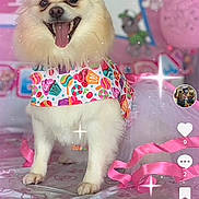 Bella joined the competition — help win amazing prizes! dog, birthday, pink, ribbon, bandana, decorations, cute, fluffy, pet, celebration, table, smiling, ears, festive, sparkles, happy, indoor, animal, toy, background