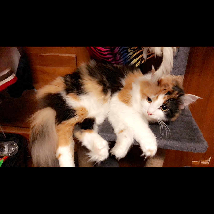 Cuddle Bear is registered to the contest to win money with this photo: abyssinian, animal, architecture, building, canine, cat, couch, dog, furniture, hardwood, indoors, interiordesign, kitten, livingroom, manx, pet, plywood, room, table, wood