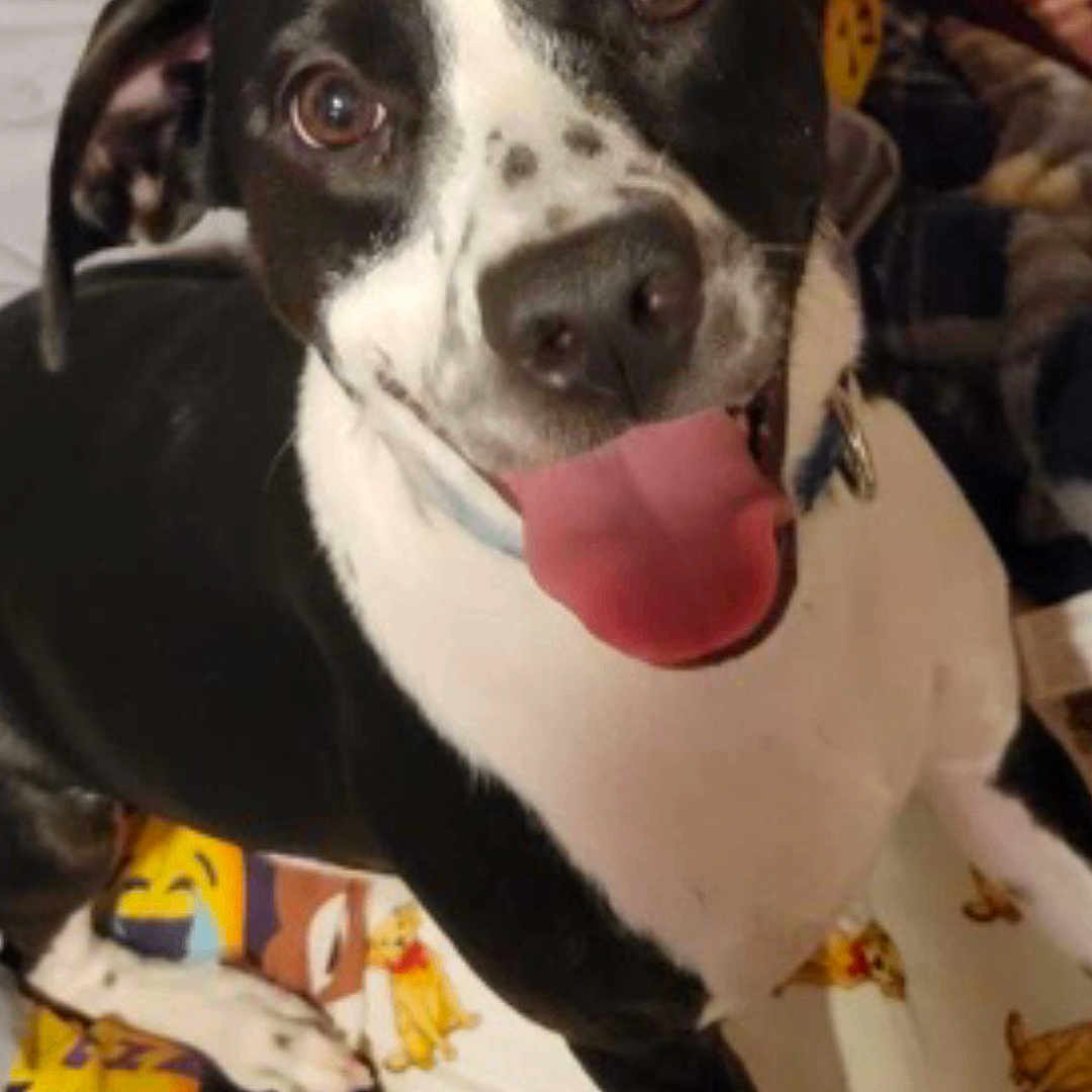 Vivian joined the competition — help win amazing prizes! animal, baby, blanket, bostonbull, boxer, bulldog, canine, chihuahua, cushion, dalmatian, dog, face, head, homedecor, hound, husky, person, pet, puppy, snout