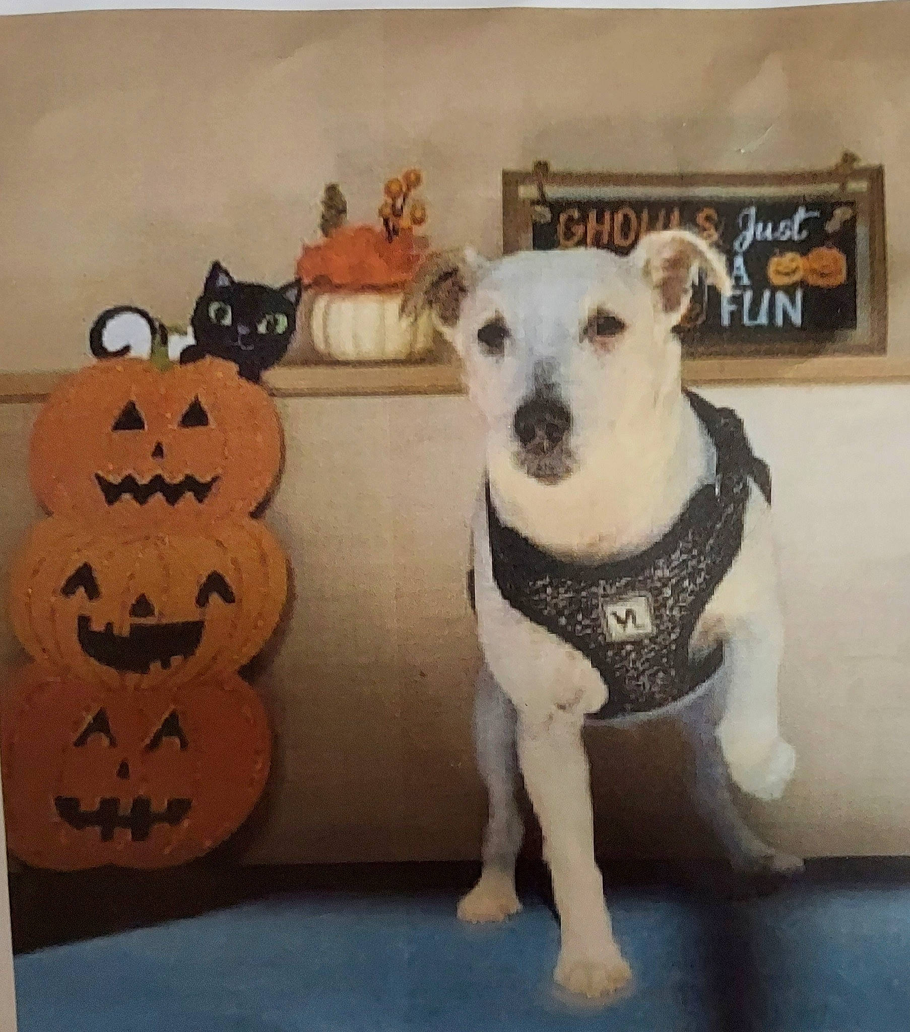 River is registered to the contest to win money with this photo: art, carnivore, chair, companion_dog, dishware, dog, dog_breed, dog_clothes, dog_supply, drinkware, fawn, felidae, furniture, mammal, pet_supply, rectangle, snout, toy_dog, whiskers, working_animal