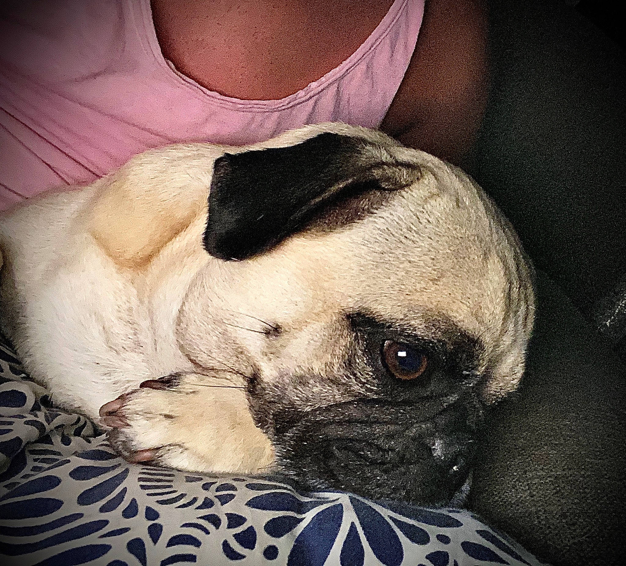 Benji is registered to the contest to win money with this photo: canidae, carnivore, companion_dog, dog, dog_breed, ear, eye, fawn, non_sporting_group, pug, puppy_love, snout, toy_dog, whiskers, wrinkle