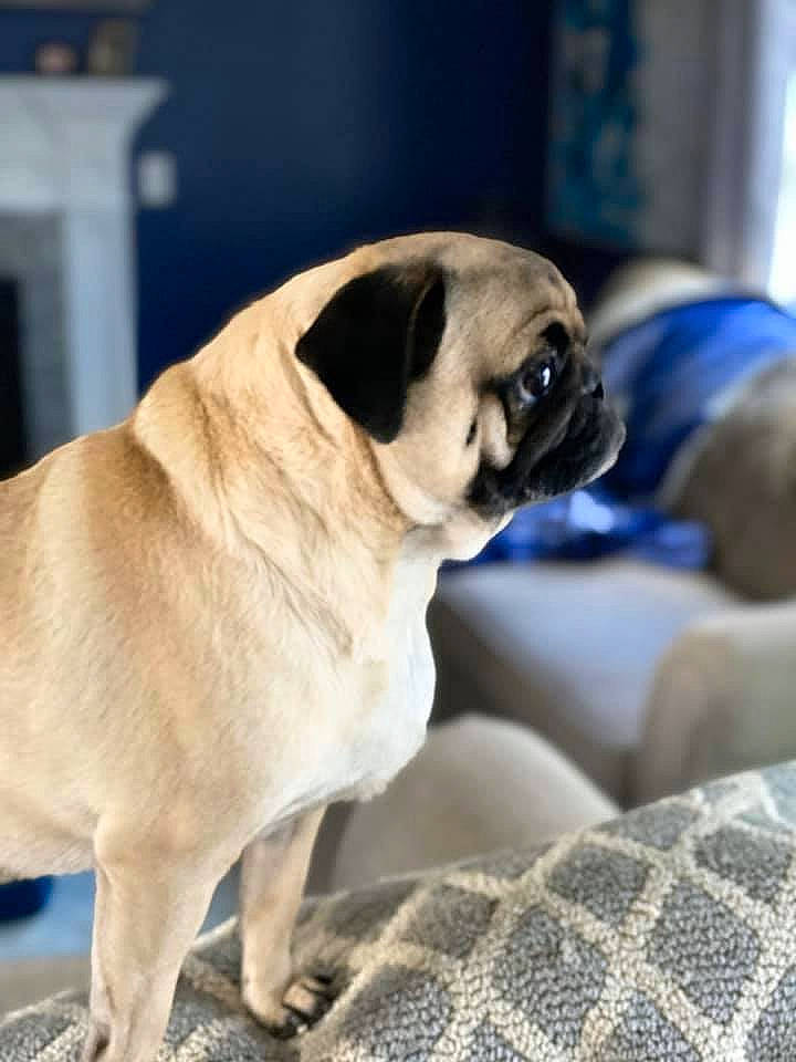 Nico joined the competition — help win amazing prizes! ancient_dog_breeds, canidae, carnivore, companion_dog, dog, dog_breed, english_mastiff, fawn, mammal, pug, puppy, snout, toy_dog, vertebrate