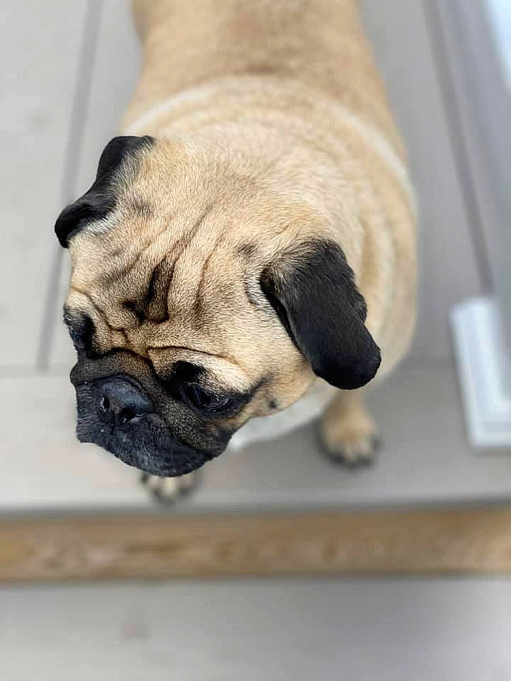 Nico is registered to the contest to win money with this photo: ancient_dog_breeds, canidae, carnivore, companion_dog, dog, dog_breed, fawn, mammal, pug, puppy, skin, snout, toy_dog, wrinkle