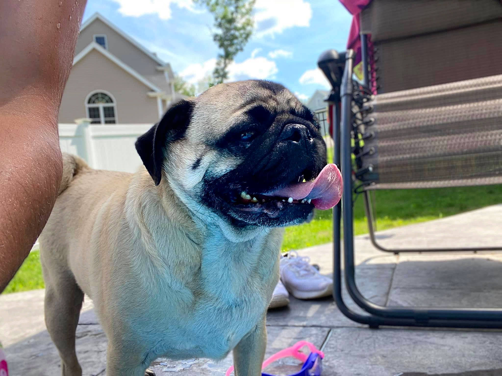 Nico is registered to the contest to win money with this photo: ancient_dog_breeds, bullmastiff, canidae, carnivore, companion_dog, dog, dog_breed, fawn, mammal, pug, snout, toy_dog, vertebrate, wrinkle