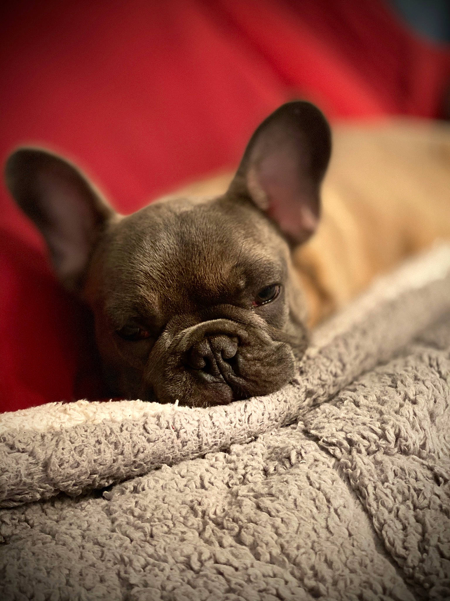Tyson is registered to the contest to win money with this photo: bulldog, canidae, carnivore, companion_dog, dog, dog_breed, ear, eye, fawn, french_bulldog, mammal, non_sporting_group, puppy, skin, snout, toy_bulldog, vertebrate, whiskers