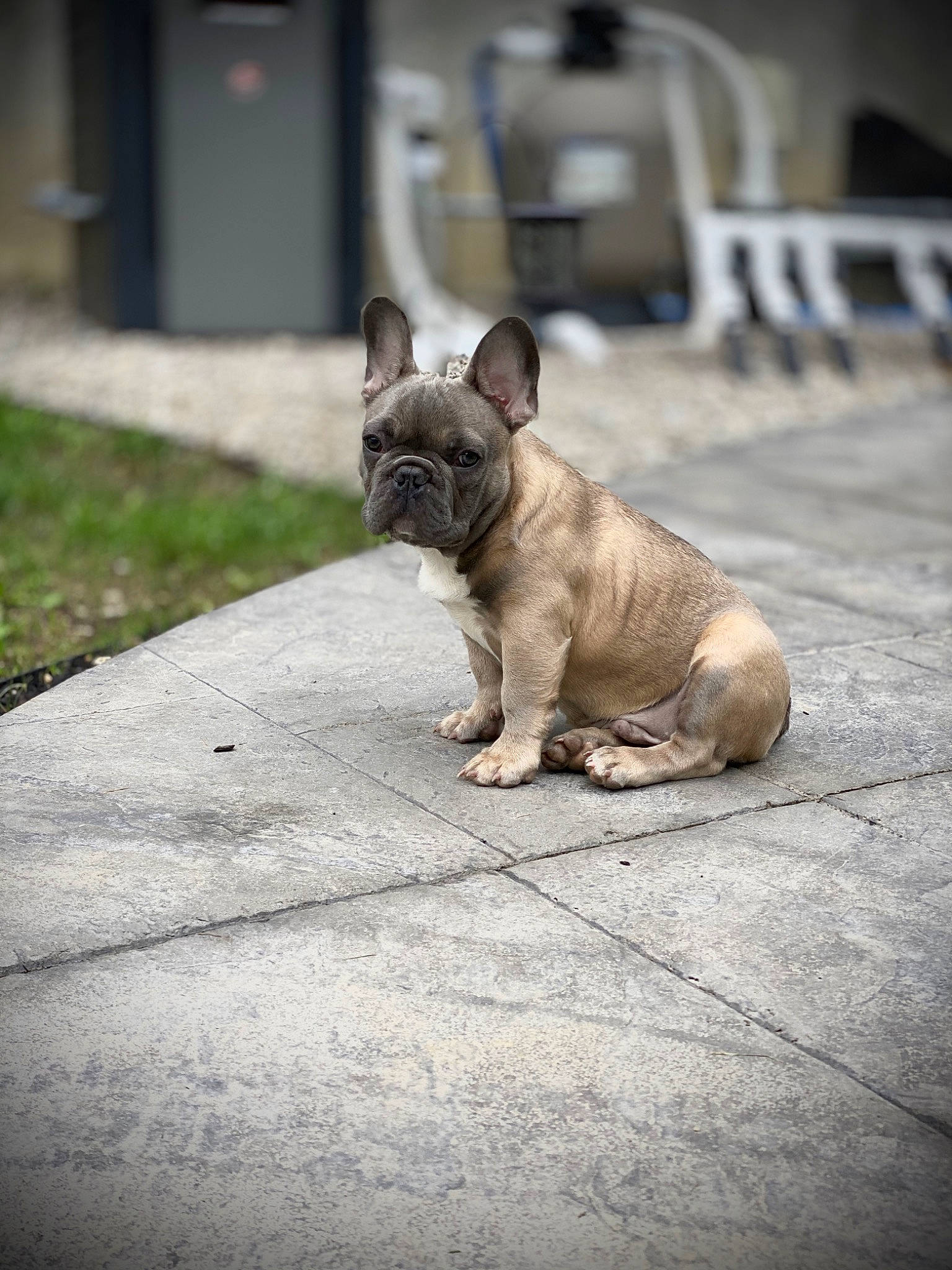 Tyson joined the competition — help win amazing prizes! bulldog, canidae, carnivore, companion_dog, dog, dog_breed, fawn, french_bulldog, grass, mammal, non_sporting_group, puppy, snout, toy_bulldog