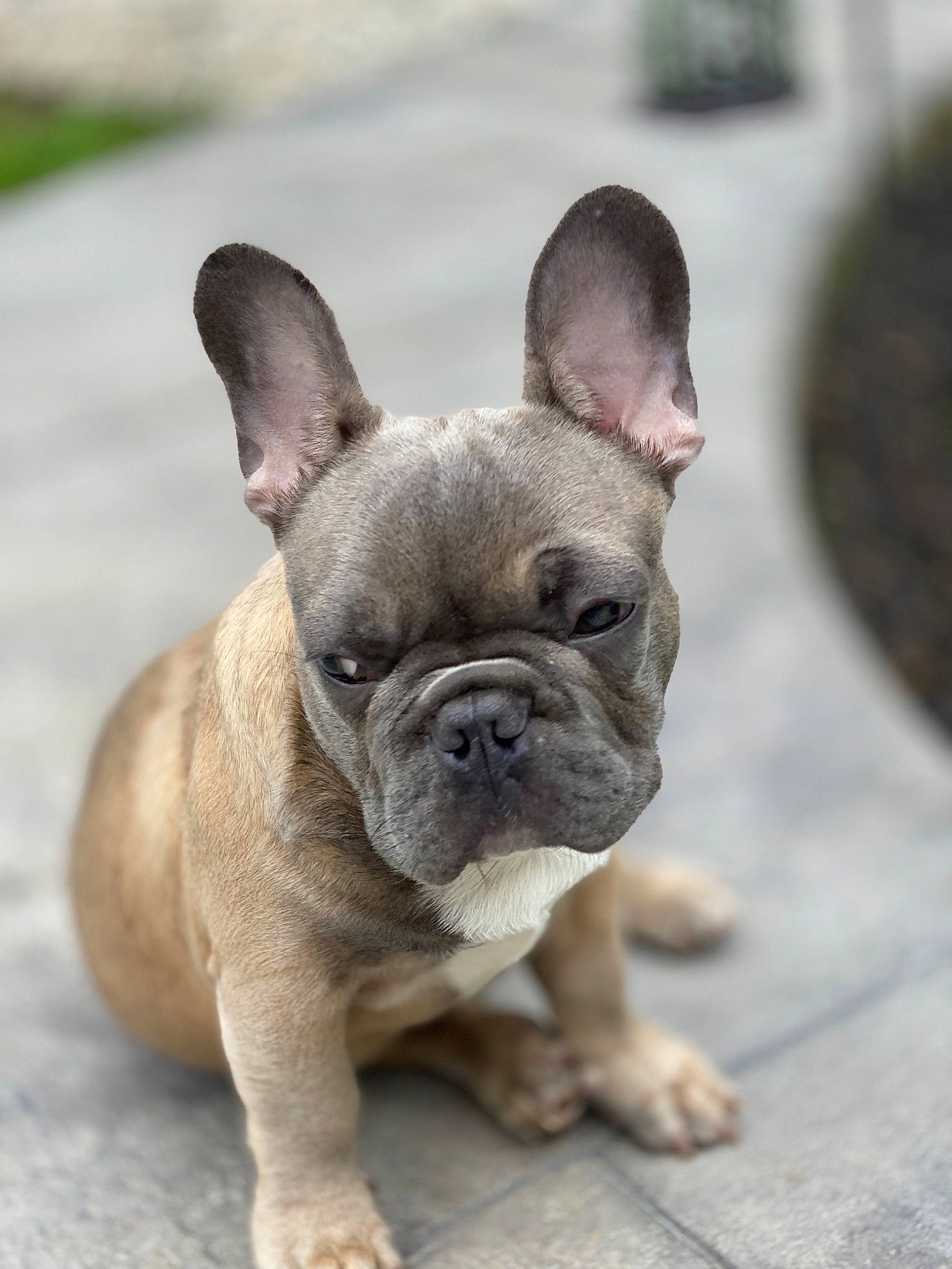 Tyson joined the competition — help win amazing prizes! bulldog, canidae, carnivore, companion_dog, dog, dog_breed, fawn, french_bulldog, mammal, molosser, non_sporting_group, puppy, rare_breed_dog, snout, toy_bulldog, vertebrate
