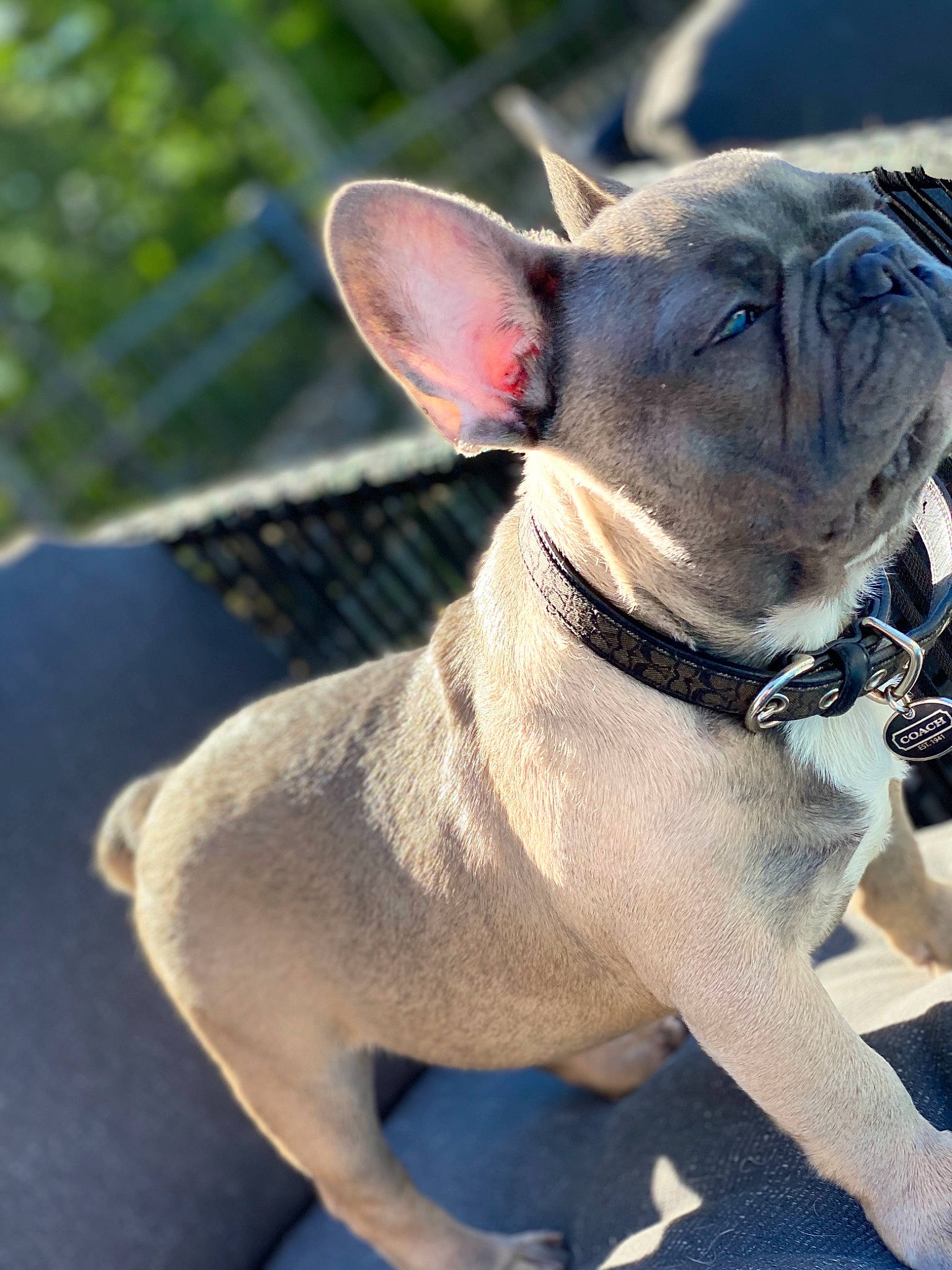 Tyson joined the competition — help win amazing prizes! canidae, carnivore, companion_dog, dog, dog_breed, dog_collar, ear, fawn, french_bulldog, mammal, non_sporting_group, puppy, rare_breed_dog, snout, sporting_group, vertebrate