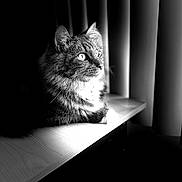 Cairo joined the competition — help win amazing prizes! cat, animal, pet, window, windowsill, black_and_white, light, shadow, fur, whiskers, portrait, indoor, curtains, domestic_cat, feline, closeup, side_view, calm, resting, quiet
