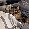 Cairo is registered to the contest to win money with this photo: cat, tabby_cat, pet, feline, bed, blanket, cozy, indoor, resting, fur, whiskers, ears, eyes, comfort, home, domestic_animal, cute, sleepy, striped, animal