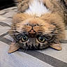Cairo joined the competition — help win amazing prizes! cat, tabby, upside_down, bed, striped_bedspread, whiskers, feline, fur, cute, pets, animal, relaxed, indoor, eyes, nose, teeth, ears, closeup, sleepy, playful