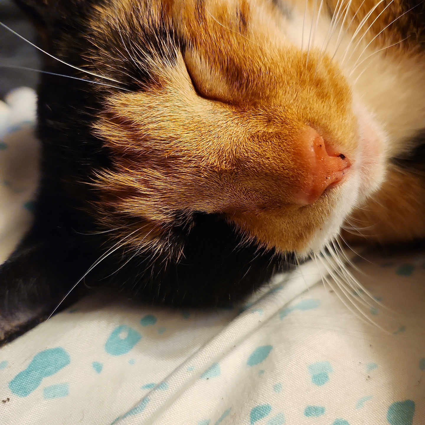 Reese joined the competition — help win amazing prizes! abyssinian, animal, bodypart, cat, kitten, manx, mouth, person, pet, siamese, sleeping, snout