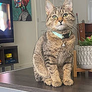 Lilo joined the competition — help win amazing prizes! cat, tabby_cat, pet, indoor, table, collar, bell, plant, potted_plant, furniture, painting, television, wooden_table, fur, whiskers, ears, green_eyes, domestic_cat, animal, cute
