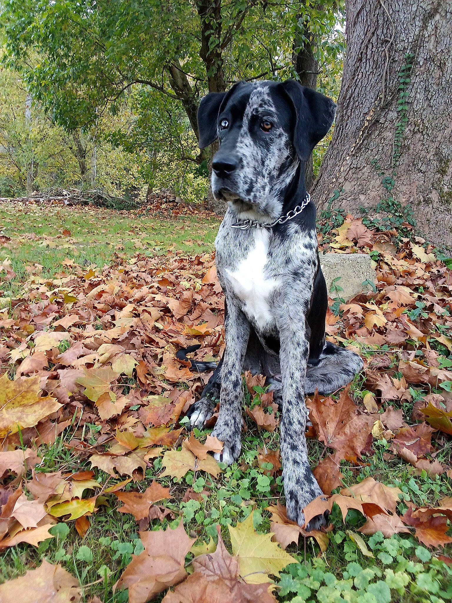 Grace Lynn is registered to the contest to win money with this photo: art, botany, canidae, carnivore, companion_dog, dog, dog_breed, grass, groundcover, gun_dog, hunting_dog, non_sporting_group, plant, pointing_breed, snout, soil, sporting_group, tail, tree, working_animal