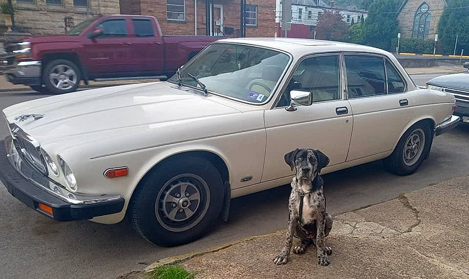Grace Lynn is registered to the contest to win money with this photo: automotive_parking_light, automotive_wheel_system, car, carnivore, classic_car, coupe_utility, dog, fender, hood, kit_car, land_vehicle, motor_vehicle, personal_luxury_car, tire, truck, vehicle, vehicle_registration_plate, wheel, window, working_animal