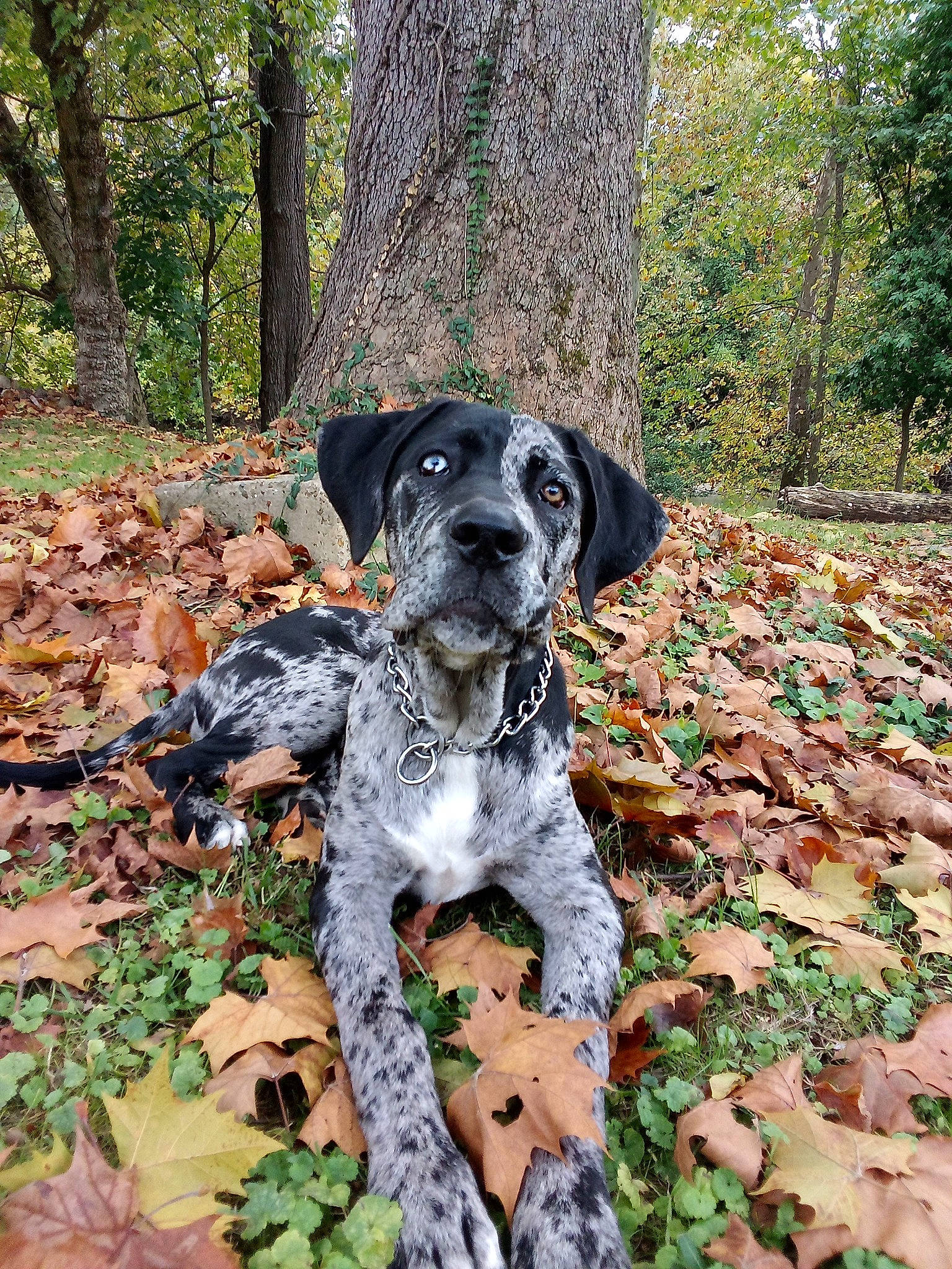 Grace Lynn joined the competition — help win amazing prizes! canidae, carnivore, companion_dog, dog, dog_breed, fawn, forest, grass, groundcover, leaf, plant, soil, sporting_group, temperate_broadleaf_and_mixed_forest, tree, trunk, wood, woodland, working_animal, working_dog