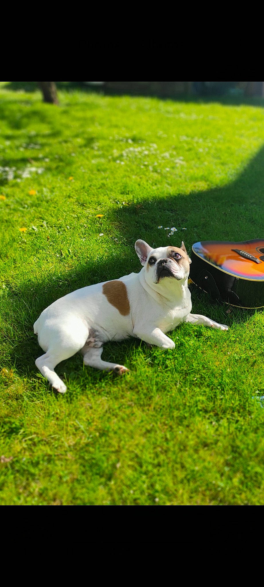 Boule participe au concours pour gagner de l'argent avec cette photo : bulldog, canidae, carnivore, collar, companion_dog, dog, dog_breed, fawn, garden, grass, grassland, groundcover, lawn, pasture, plant, snout, sporting_group, tail, toy_dog, working_animal