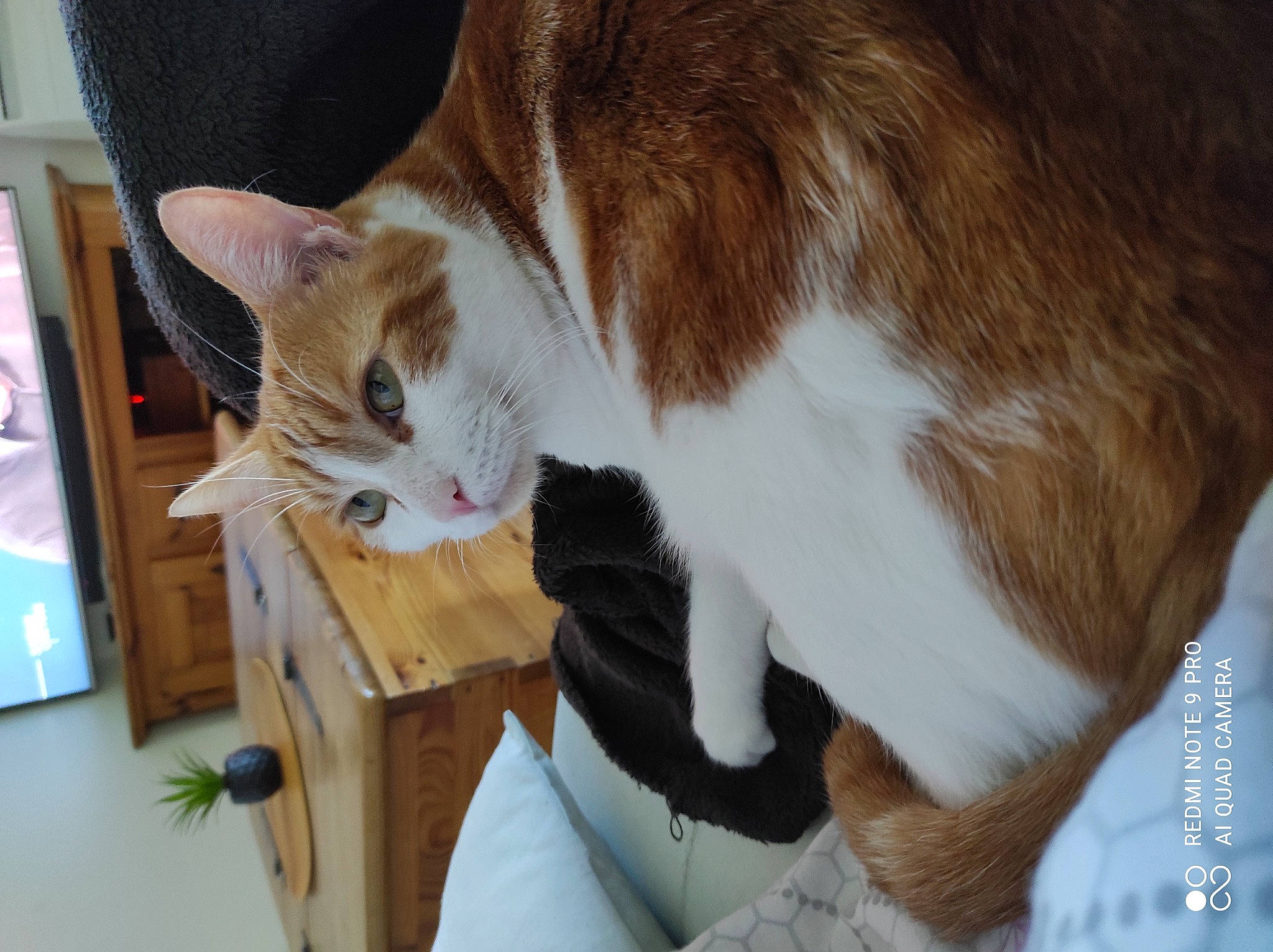 Taz participe au concours pour gagner de l'argent avec cette photo : box, carnivore, cat, cat_supply, claw, comfort, domestic_short_haired_cat, fawn, felidae, fur, hardwood, lap, paw, pet_supply, plant, small_to_medium_sized_cats, snout, tail, whiskers, wood