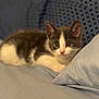 Luna is registered to the contest to win money with this photo: kitten, cat, gray, white, couch, pillow, indoor, pet, animal, fur, whiskers, ears, eyes, relaxing, soft_focus, cozy, resting, cute, small, domestic_animal