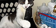 Luna is registered to the contest to win money with this photo: cat, gray_and_white_cat, basket, black_basket, paw, reaching_paw, indoor, table, skincare_products, bottle, plastic_bottle, woven_basket, pouch, blue_pouch, grooming_brush, wipes, well_and_good, relaxing_cat, household_items, closeup