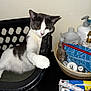 cat, gray_and_white_cat, basket, black_basket, paw, reaching_paw, indoor, table, skincare_products, bottle, plastic_bottle, woven_basket, pouch, blue_pouch, grooming_brush, wipes, well_and_good, relaxing_cat, household_items, closeup