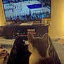Luna is registered to the contest to win money with this photo: kitten, basket, television, basketball_game, indoor, furniture, pet, animal, black_and_white, soft_lighting, couch, blanket, watching, room, electronics, entertainment, relaxation, home, living_room, cozy