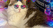 Sadie Marie joined the competition — help win amazing prizes! animal, bed, blanket, cat, colorful, cozy, cute, digital_effects, fire_ears, fluffy, fun, glowing, indoor, neon, pet, relaxed, stars, sunglasses, tiger_heads, vibrant