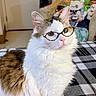 Sadie Marie is registered to the contest to win money with this photo: blanket, brown_patch, cat, checkered_pattern, cozy, cute, domestic, ears, fluffy_fur, furniture, glasses, indoor, pet, pink_nose, plushies, portrait, sitting, stuffed_toys, whiskers, white_cat
