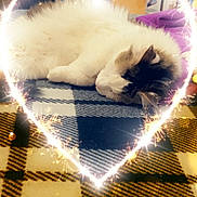 Sadie Marie is registered to the contest to win money with this photo: black, blanket, bokeh, cat, checkered, comfort, cozy, cute, feline, fluffy, heart_shape, indoor, pet, relaxed, resting, sleeping, soft, sparkler, warm_lighting, white