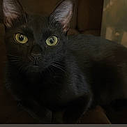 Daisy Aguilar is registered to the contest to win money with this photo: black_cat, cat, yellow_eyes, pet, animal, feline, whiskers, dark_background, indoor, close_up, portrait, mysterious, cute, looking, fur, ears, nose, sitting, alert, domestic_cat