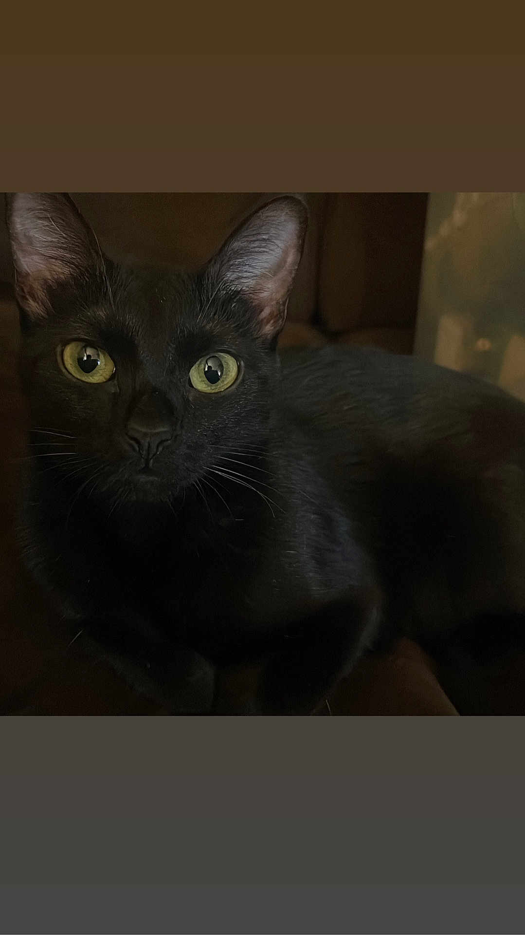 Daisy Aguilar is registered to the contest to win money with this photo: black_cat, cat, yellow_eyes, pet, animal, feline, whiskers, dark_background, indoor, close_up, portrait, mysterious, cute, looking, fur, ears, nose, sitting, alert, domestic_cat