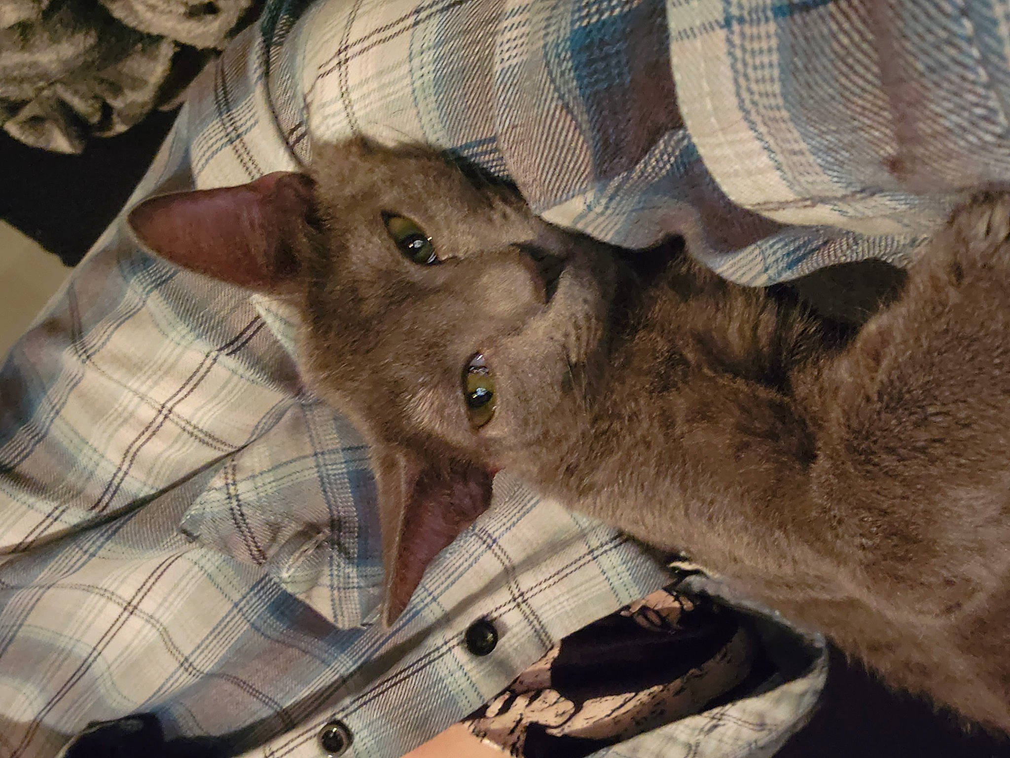 Roo is registered to the contest to win money with this photo: carnivore, domestic_short_haired_cat, fawn, felidae, fur, pattern, small_to_medium_sized_cats, snout, terrestrial_animal, whiskers, wildlife, working_animal, wrinkle