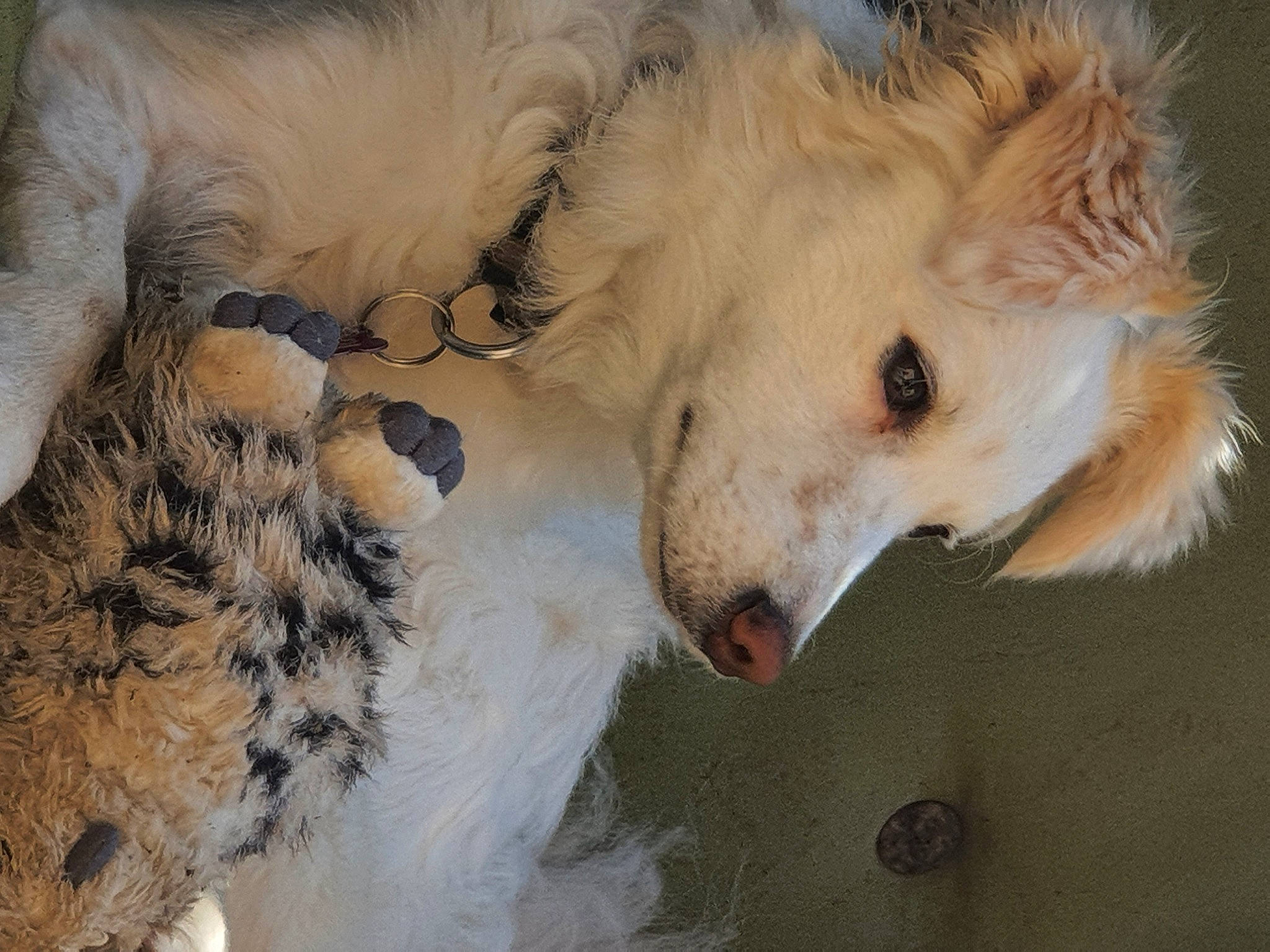 Hanoï a rejoint le concours — aidez-le/la à gagner de superbes lots ! canidae, carnivore, companion_dog, dog, dog_breed, fawn, fur, snout, sporting_group, terrestrial_animal, whiskers, wildlife, working_dog