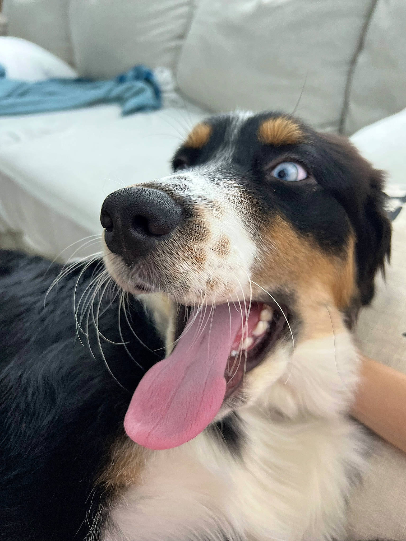 Harley is registered to the contest to win money with this photo: canidae, carnivore, collar, companion_dog, dog, dog_breed, dog_collar, fang, foot, fur, happy, jaw, paw, plant, snout, sporting_group, whiskers, working_animal, working_dog, yawn