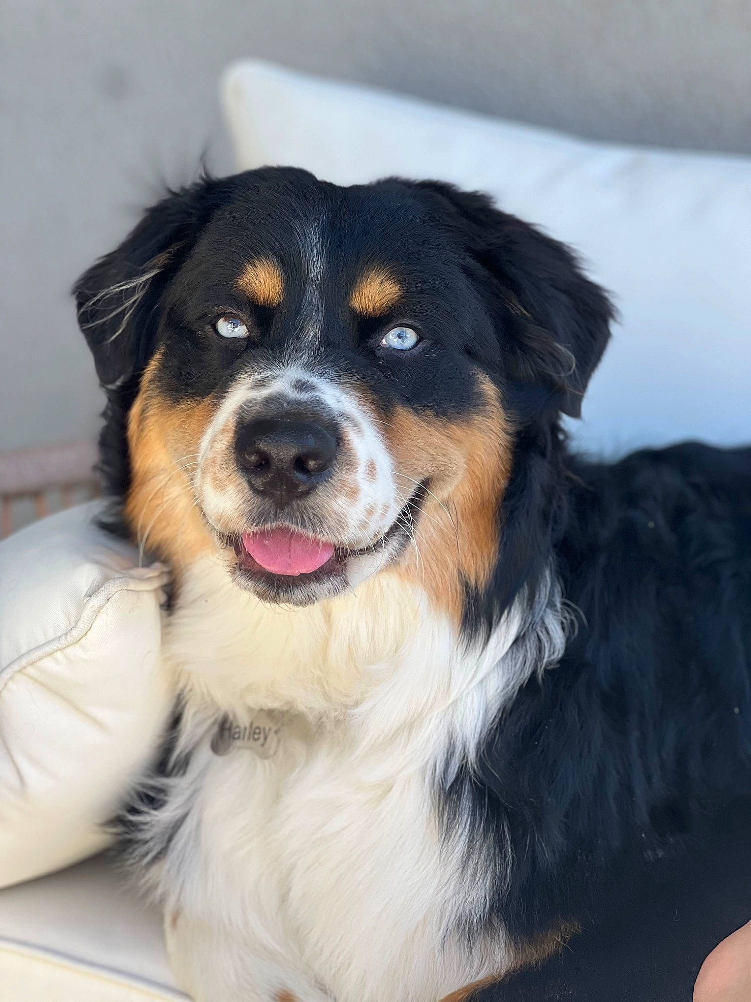 Harley is registered to the contest to win money with this photo: ball, bernese_mountain_dog, carnivore, companion_dog, dog, dog_breed, fur, herding_dog, snout, snow, sporting_group, whiskers, working_dog