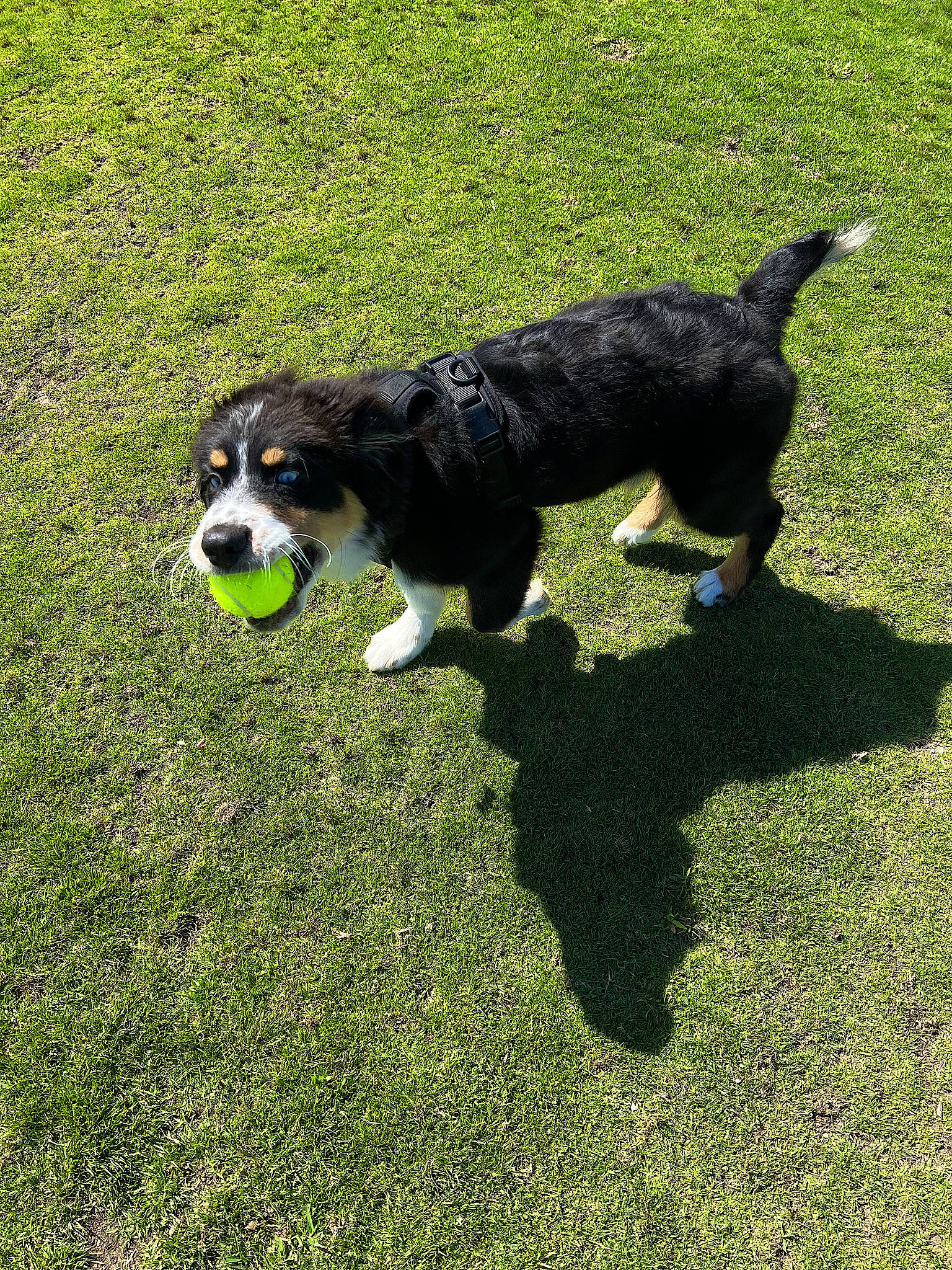 Harley is registered to the contest to win money with this photo: canidae, carnivore, companion_dog, dog, dog_breed, dog_collar, grass, grassland, groundcover, gun_dog, herding_dog, lawn, plant, puppy, sporting_group, tail, toy_dog, water_dog, working_animal, working_dog