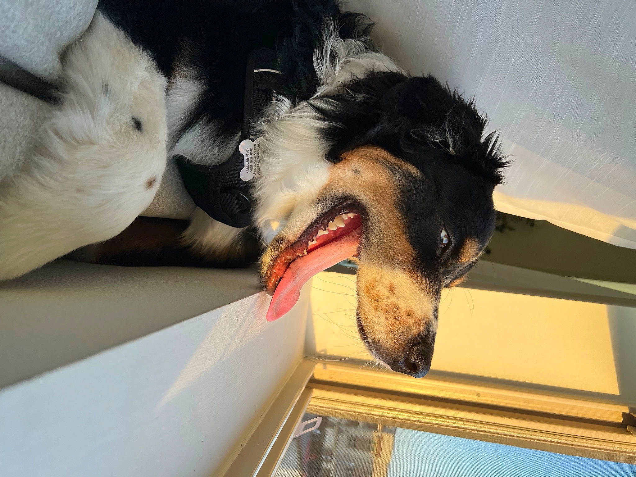 Harley joined the competition — help win amazing prizes! beak, bird, border_collie, canidae, carnivore, claw, comfort, companion_dog, dog, dog_breed, fang, feather, fur, gesture, happy, snout, sporting_group, tail, whiskers, wing