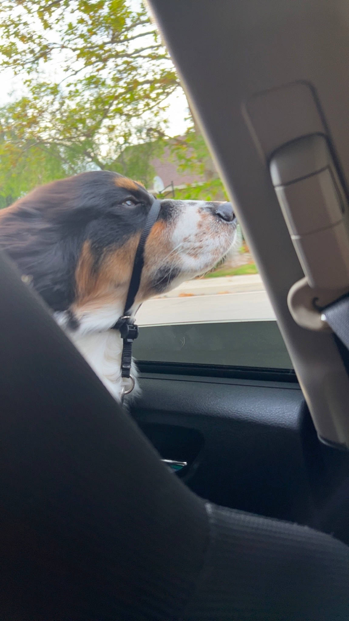 Harley is registered to the contest to win money with this photo: automotive_exterior, automotive_mirror, car, car_seat, car_seat_cover, carnivore, collar, companion_dog, dog, dog_breed, fawn, head_restraint, motor_vehicle, plant, snout, sporting_group, tree, vehicle, vehicle_door, windshield