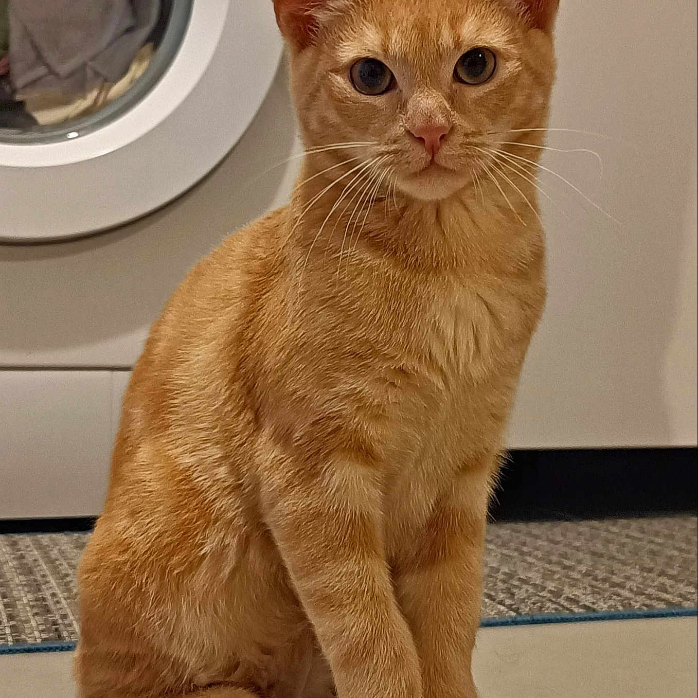 Simba participe au concours pour gagner de l'argent avec cette photo : abyssinian, animal, appliance, cat, device, electricaldevice, hardwood, indoors, interiordesign, kitten, laundry, manx, pet, washer, wood