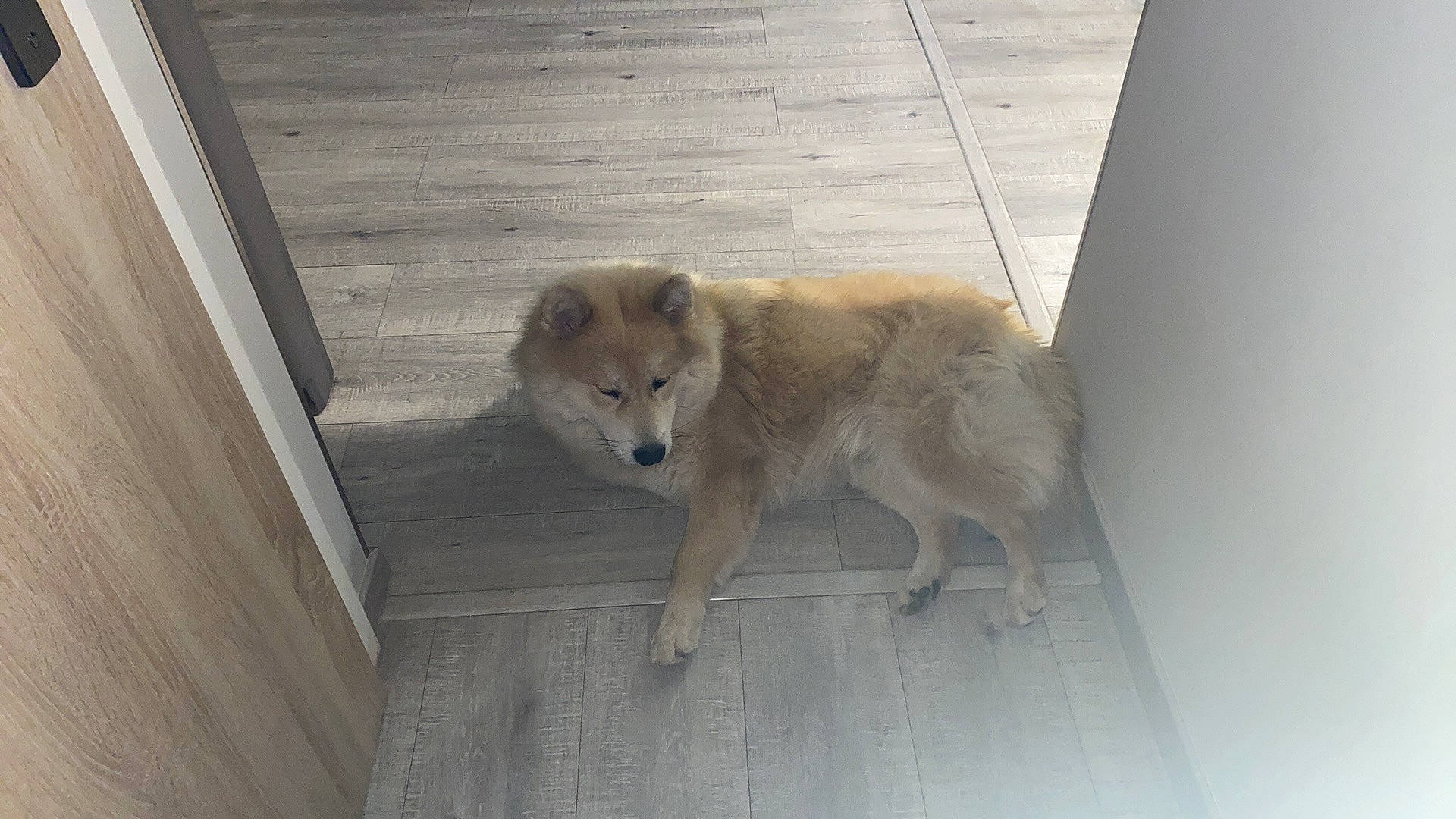 Thïa participe au concours pour gagner de l'argent avec cette photo : ancient_dog_breeds, canis, carnivore, companion_dog, dog, dog_breed, fawn, flooring, fur, hardwood, non_sporting_group, street_dog, tail, terrestrial_animal, wood, working_dog